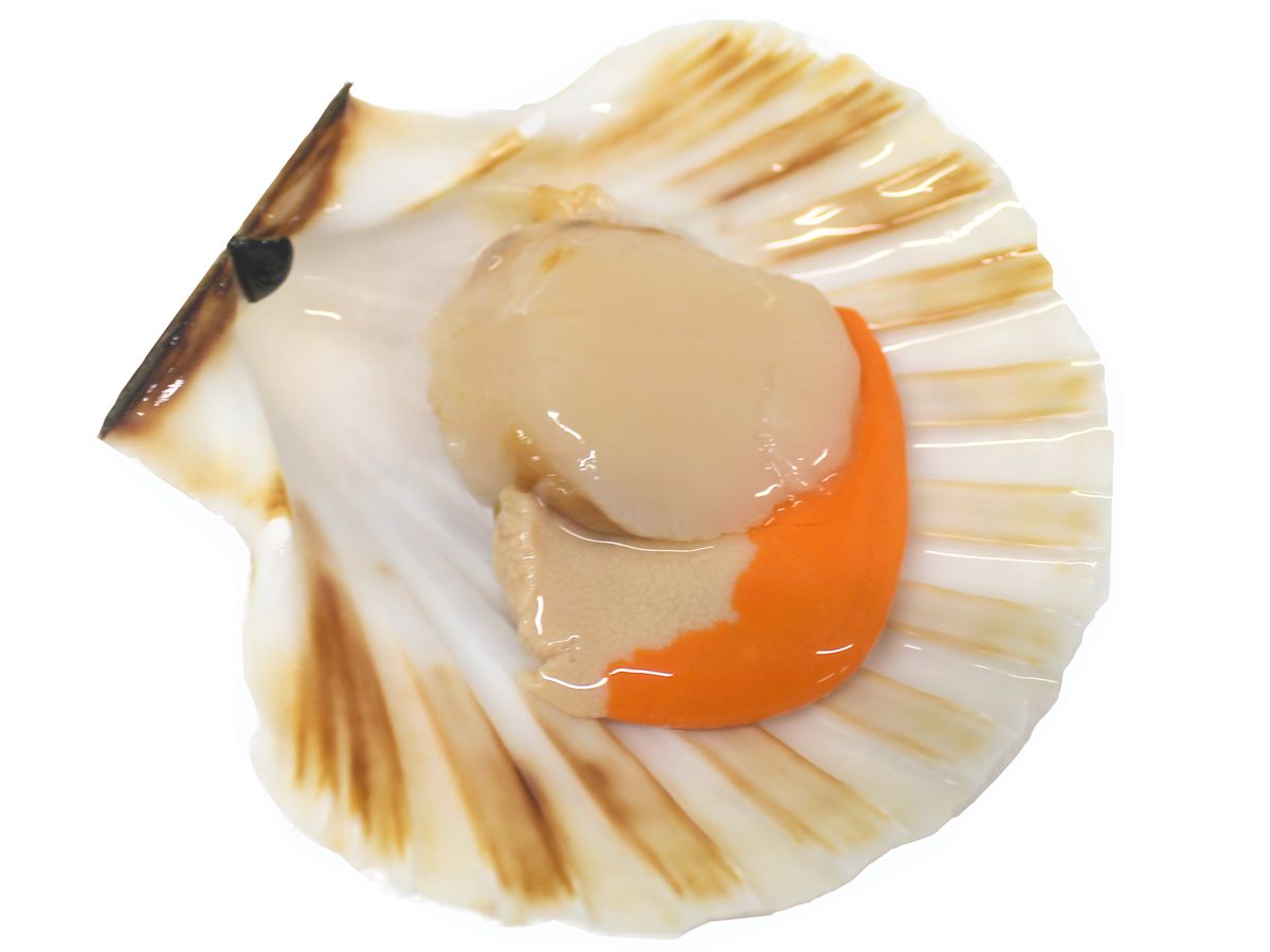 Hebridean King Scallop in half shell – 1 piece