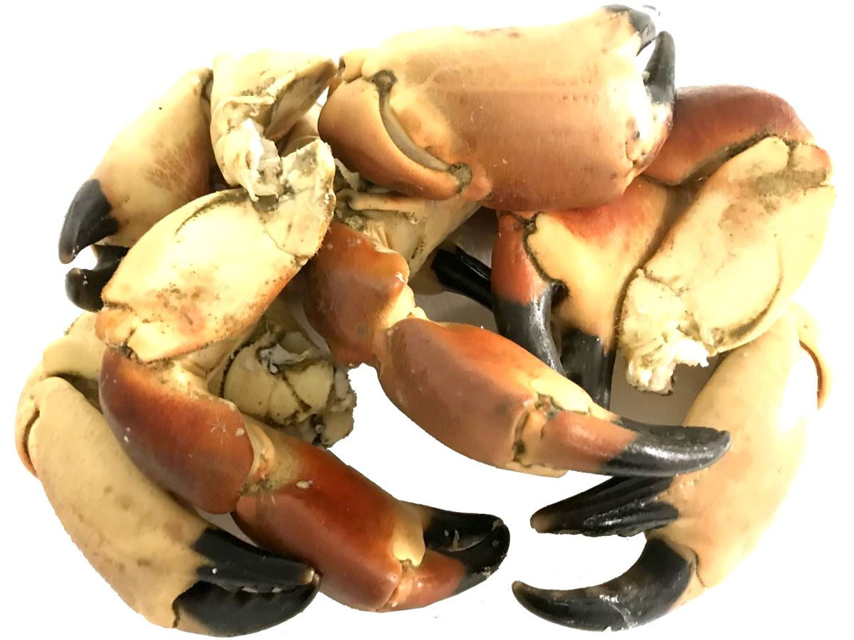 Hebridean Whole Crab Claws 1kg